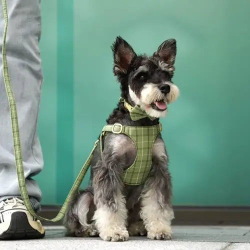 Extra Small Dog Harness & Leash Set with Bow

SEO optimized: small dog harness se