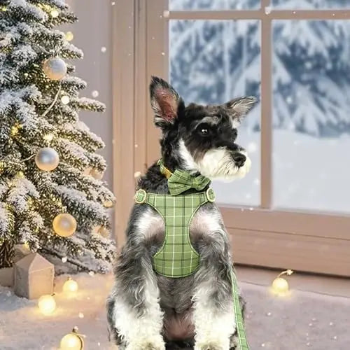 Extra Small Dog Harness & Leash Set with Bow

SEO optimized: small dog harness se